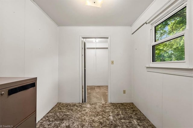 unfurnished bedroom featuring a closet, carpet flooring, and a spacious closet