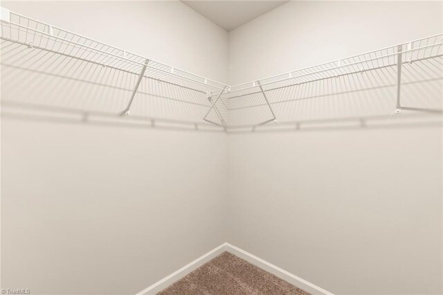 spacious closet featuring carpet flooring