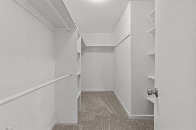 walk in closet with carpet