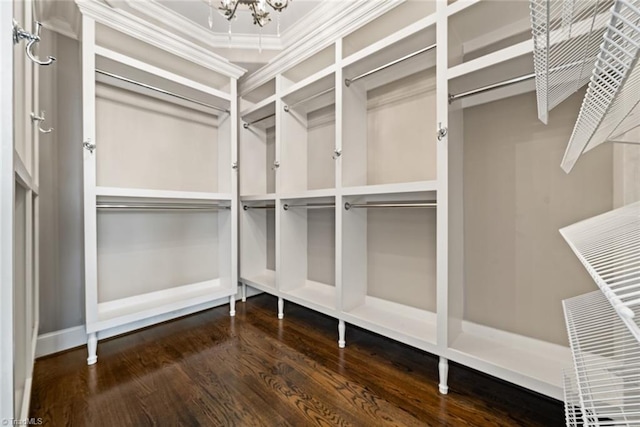 walk in closet with dark hardwood / wood-style floors and a chandelier