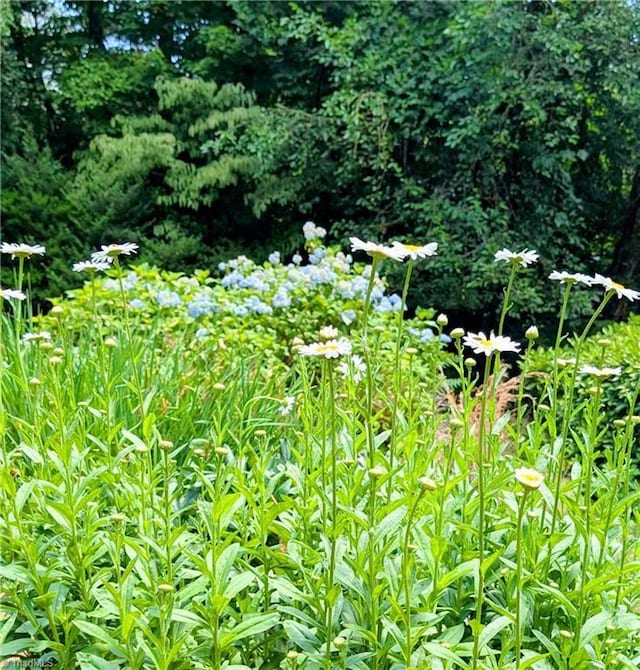 view of nature