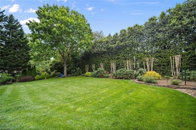 view of grassy yard