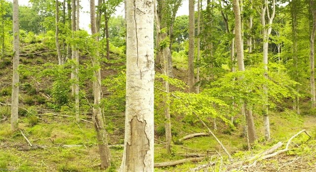 LOT8 Skeens Mill Rd, Trinity, NC 27370