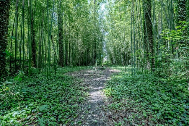 3230 Kinnamon Rd, Winston-Salem, NC 27104 - view of local wilderness with a forest view