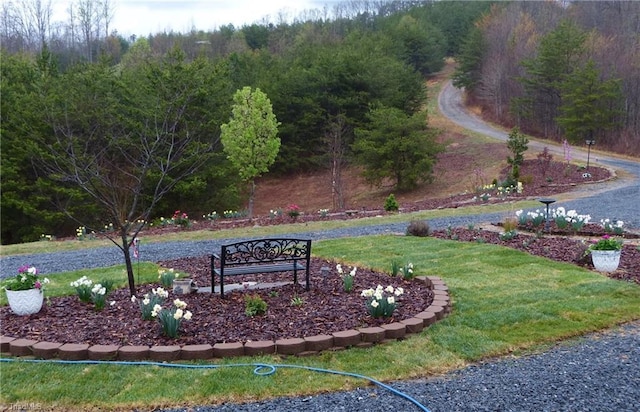 1564 Thore Rd, Pinnacle, NC 27043 - surrounding community featuring a yard and a forest view