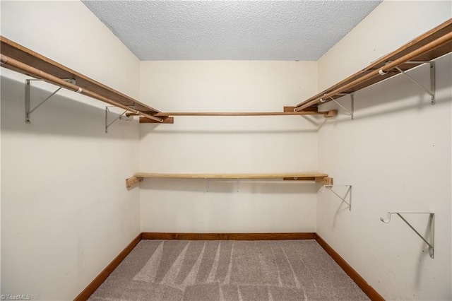 spacious closet featuring carpet