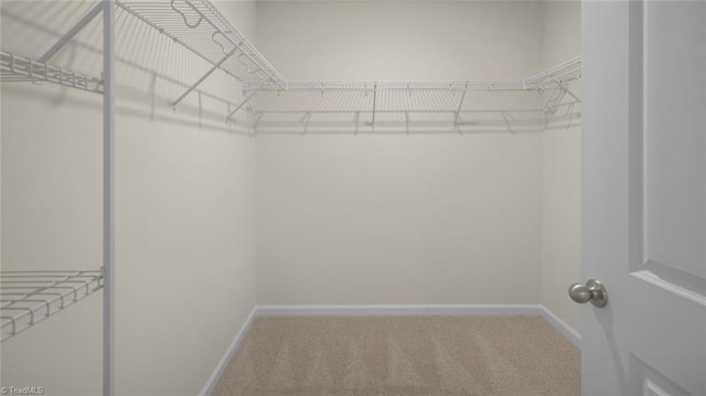 spacious closet featuring carpet flooring