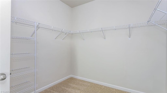 spacious closet featuring carpet flooring