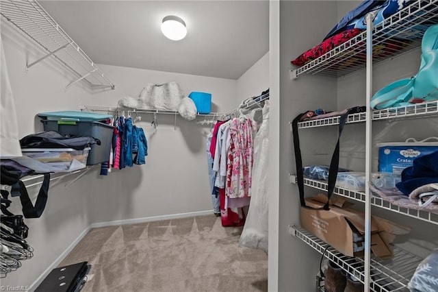 walk in closet with carpet floors