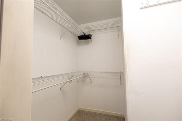 spacious closet featuring carpet flooring