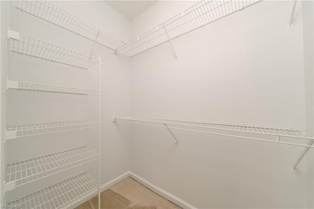 spacious closet featuring carpet flooring