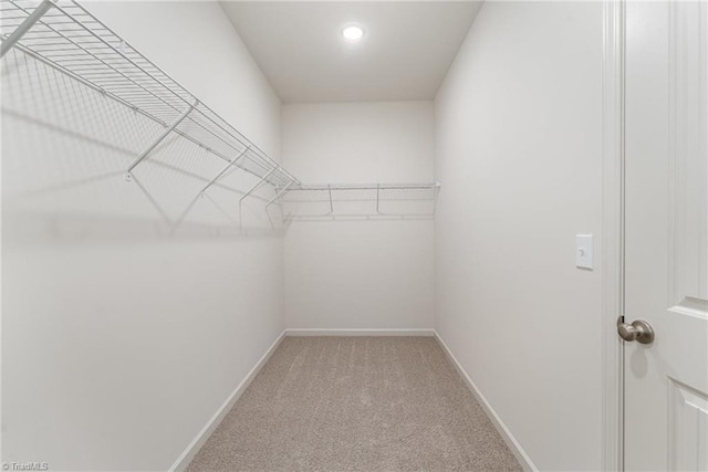 spacious closet featuring carpet