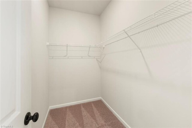 spacious closet with carpet flooring
