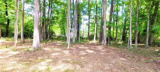 view of woods