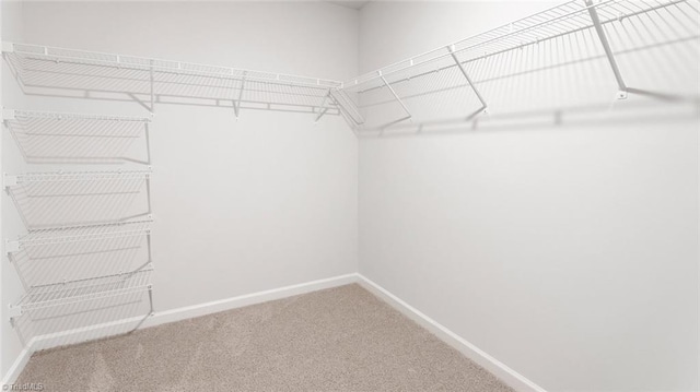 spacious closet featuring carpet flooring