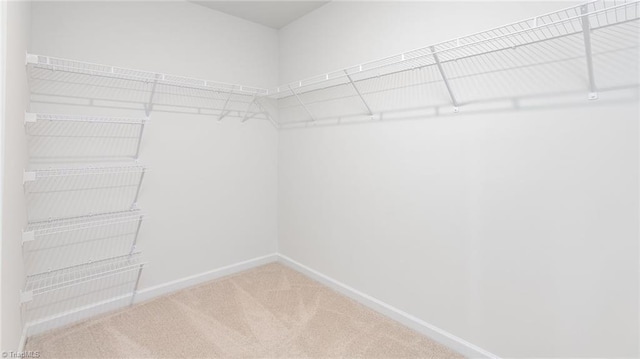 spacious closet featuring carpet