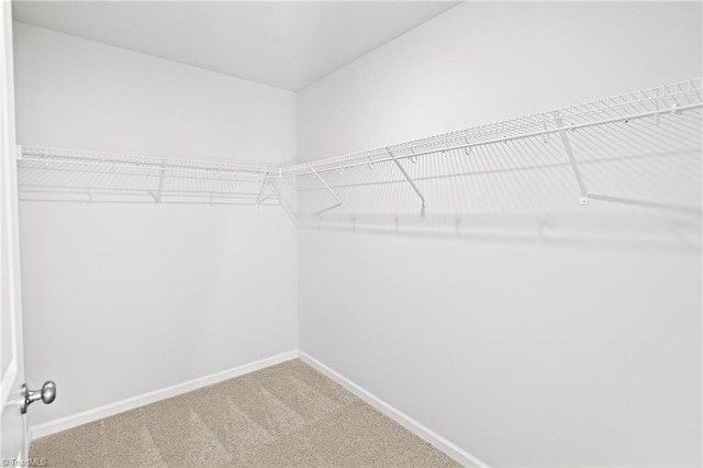 spacious closet featuring carpet