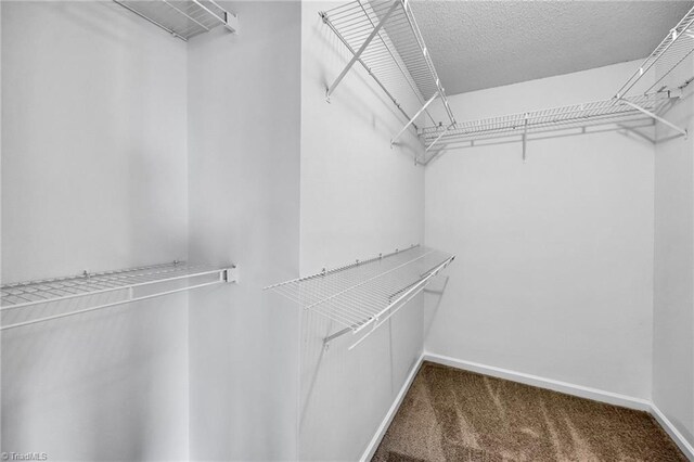 walk in closet with carpet floors