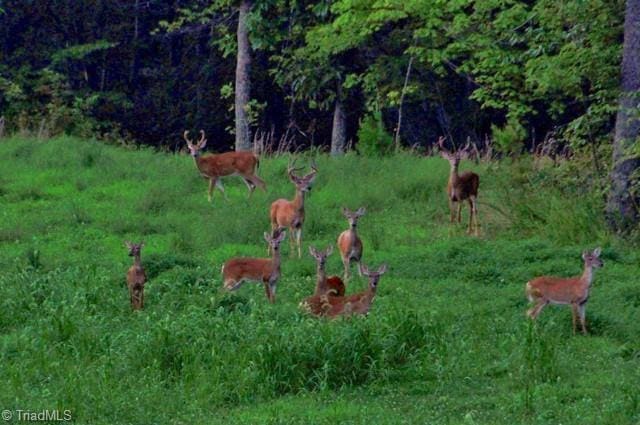 1215 Single Tree Rd, Westfield, NC 27016 - view of yard
