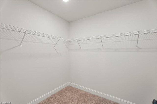 walk in closet with carpet floors