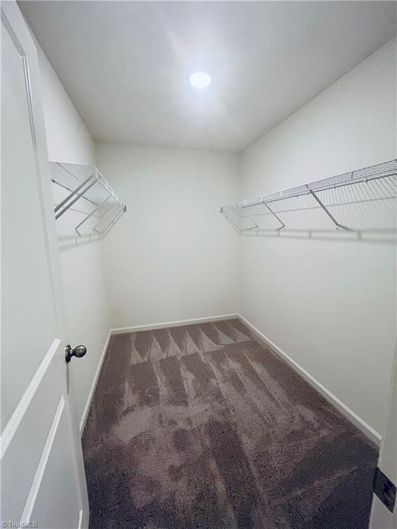 spacious closet featuring carpet