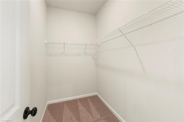 spacious closet featuring carpet flooring