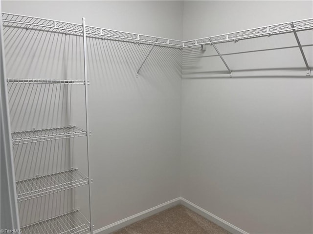 walk in closet featuring carpet floors