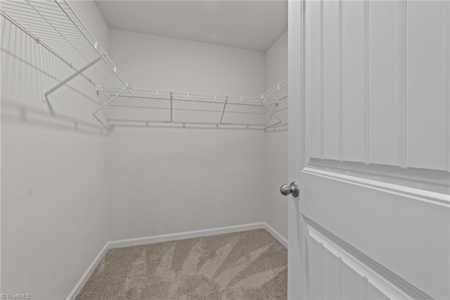 walk in closet with carpet floors