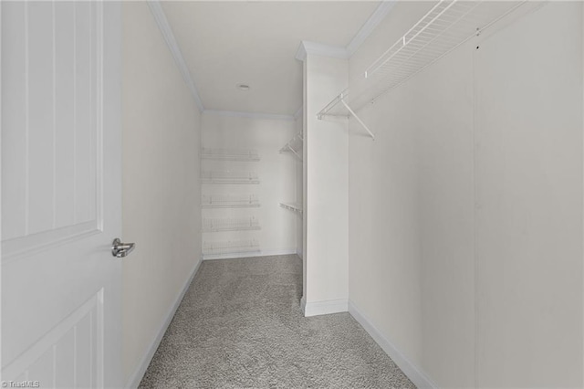 spacious closet featuring carpet floors