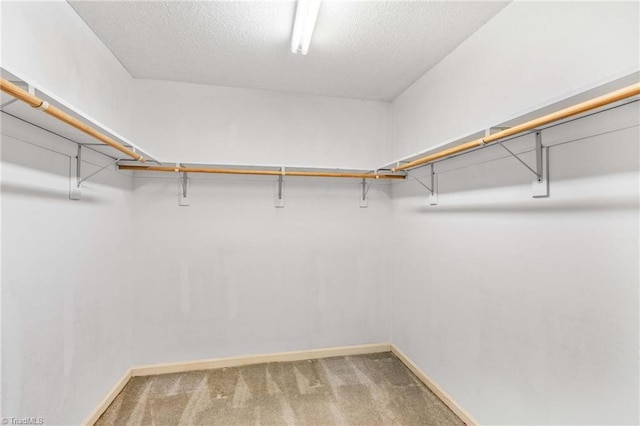 walk in closet featuring carpet flooring