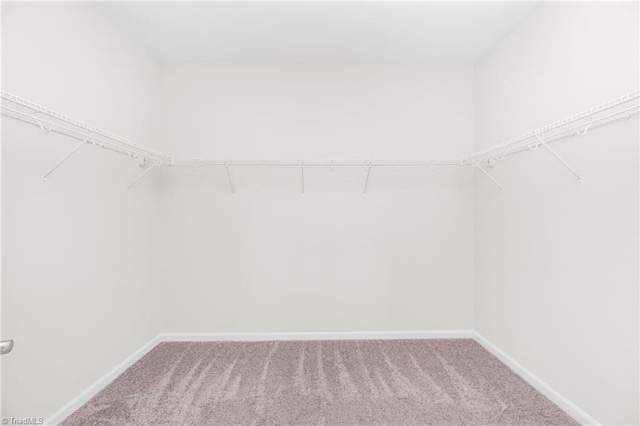 walk in closet with carpet floors