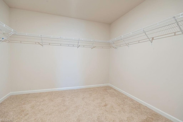 walk in closet with carpet