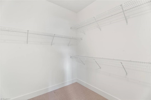 spacious closet featuring carpet flooring