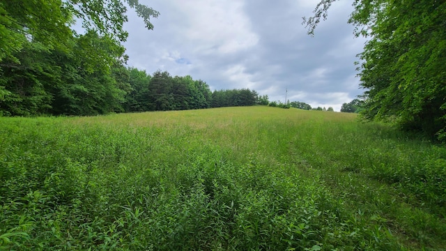 view of local wilderness