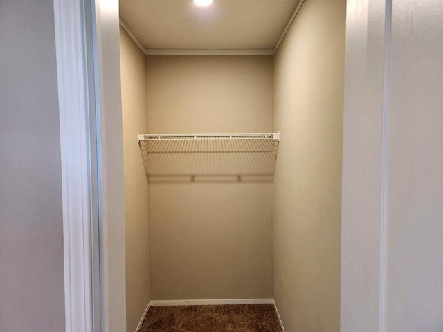 walk in closet with carpet floors