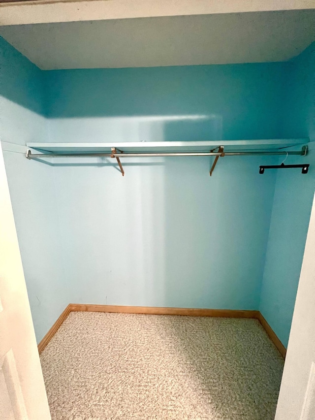 spacious closet featuring carpet