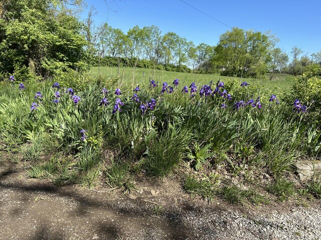 256 Carrick Pike, Georgetown, KY 40324 - view of yard