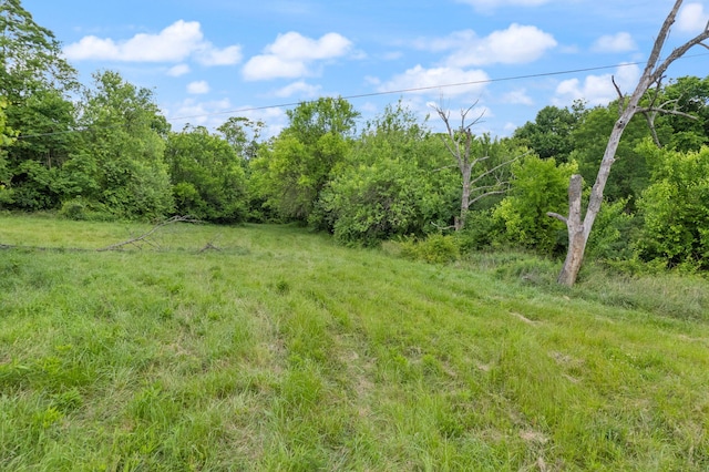 view of local wilderness