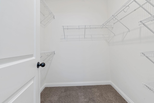 walk in closet with carpet floors