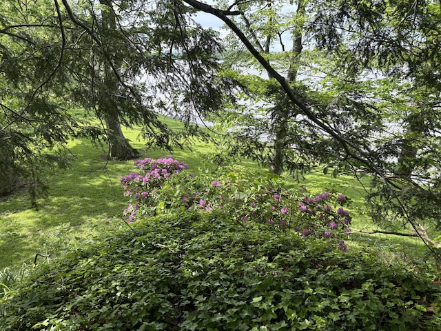 1023 Riverside Dr, Greenup, KY 41144 - view of local wilderness