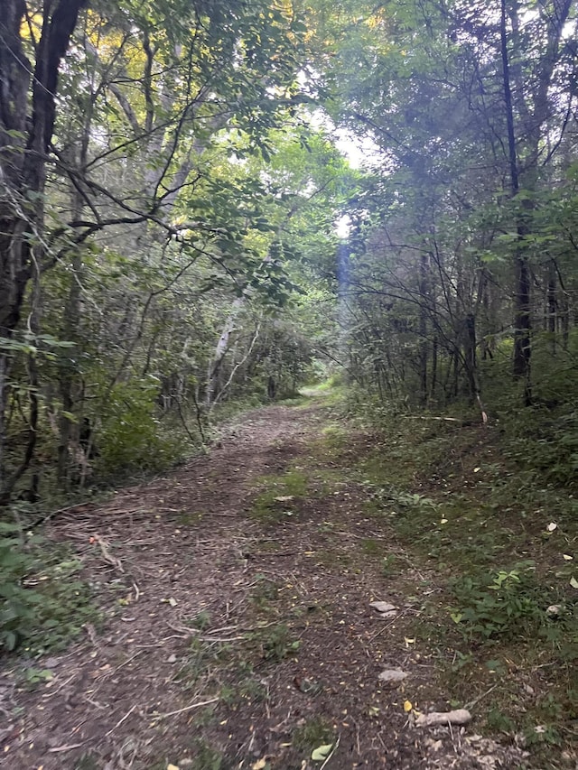 view of local wilderness