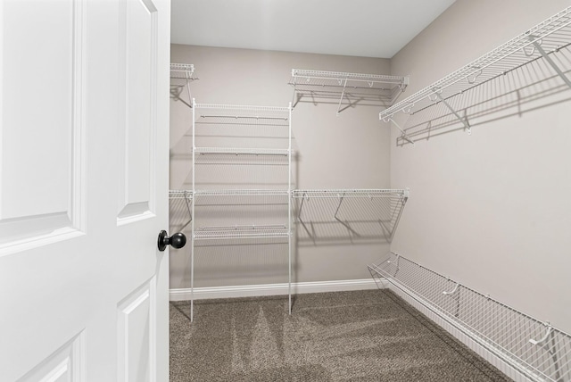 spacious closet with carpet flooring