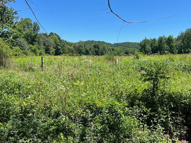 view of local wilderness