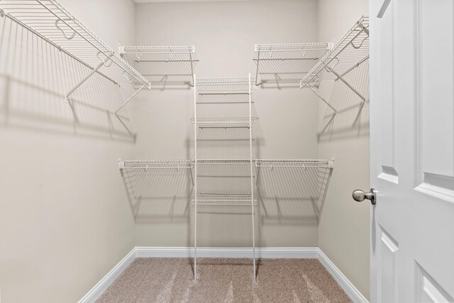 spacious closet featuring carpet