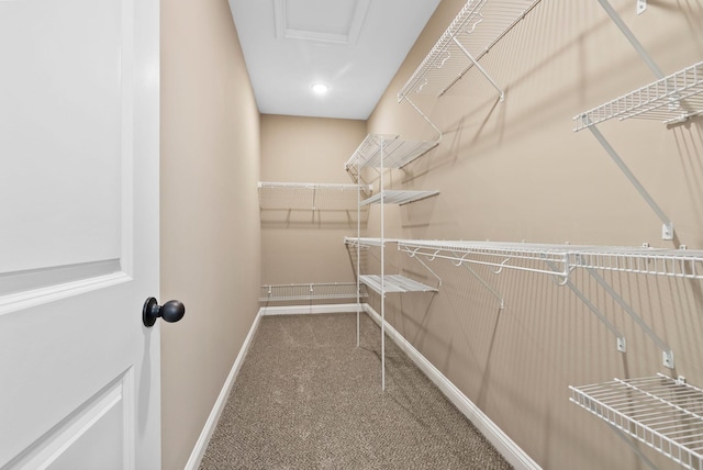 walk in closet with carpet flooring