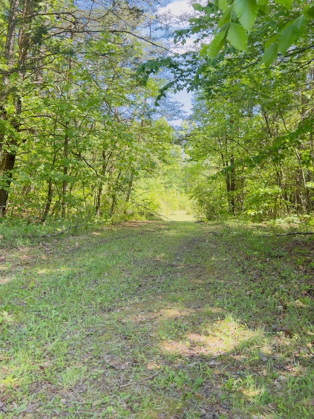 view of local wilderness