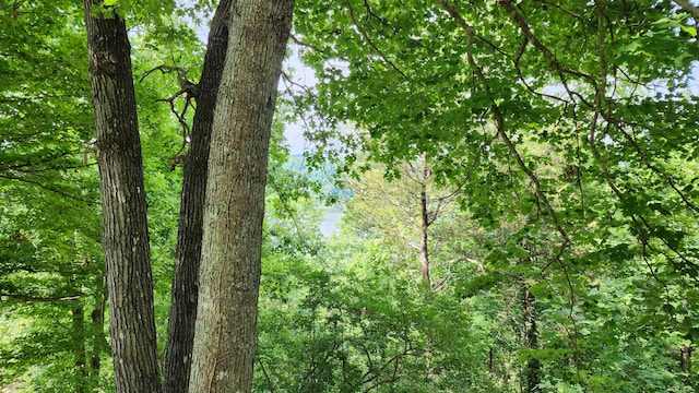 view of local wilderness