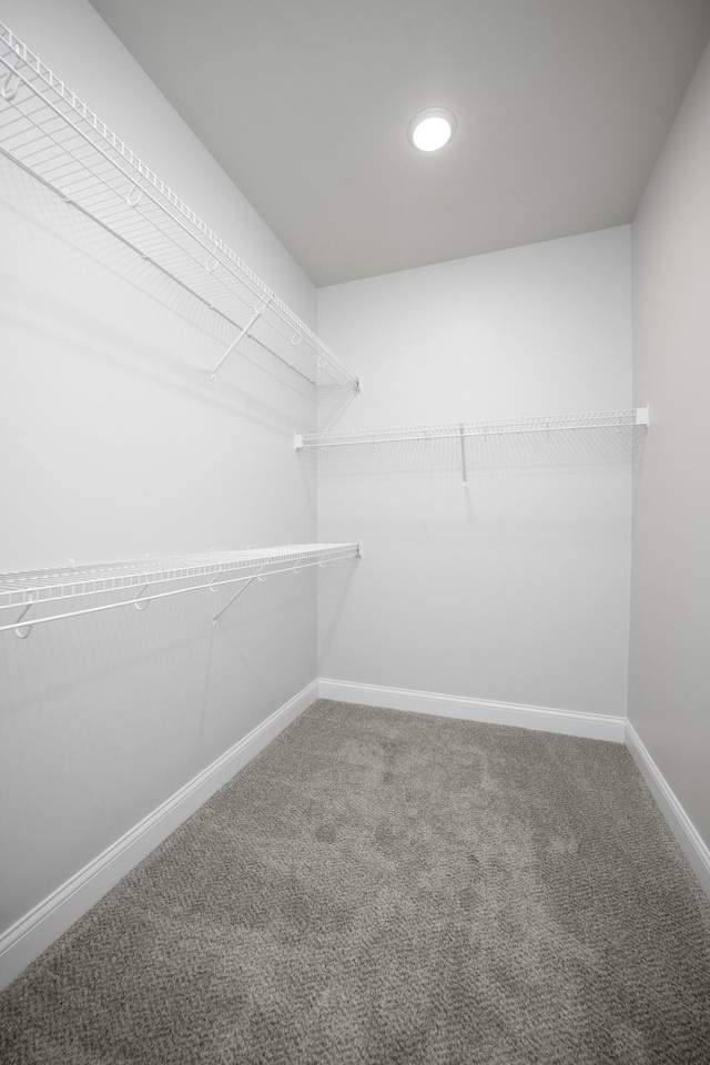 walk in closet with carpet floors