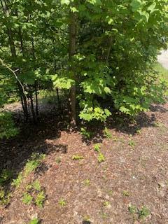 Listing photo 3 for 0 Turkey Ridge Rd, Wellington KY 40387