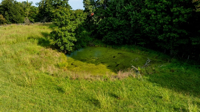 view of local wilderness